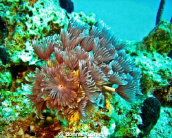Featherdusters in Grand Bahamas taken May 2009 with Canon... by Bonnie Conley 